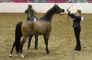 MSP Julyanna 2013 Silver Sire Champion with Handler Jocelyn Hazzlewood Photo Credit Lee Lee