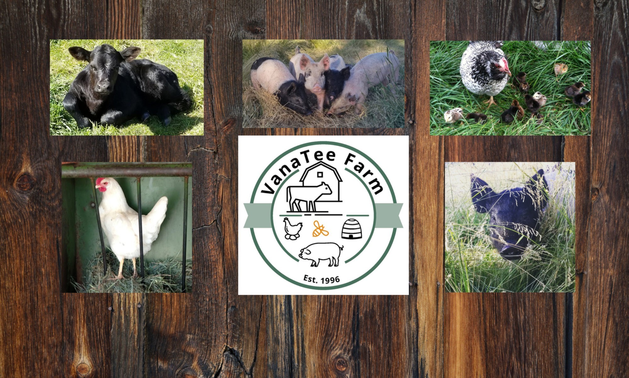 Barn wood background showing a collage of farm photos representing the chickens, pigs and cattle of VanaTee Farm.